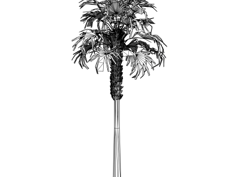 Sabal palmetto Modelo 3D
