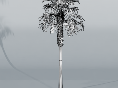 Sabal palmetto Modelo 3D