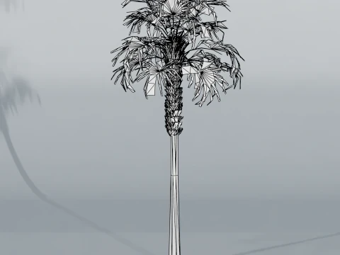 Sabal palmetto 3D Model