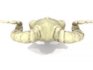 Ram Skull 3D Model