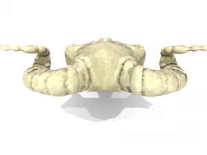 Ram Skull 3D Model
