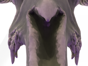 Ram Skull 3D Model