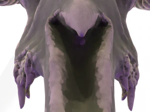 Ram Skull 3D Model