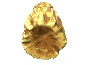 Trunk Modello 3D