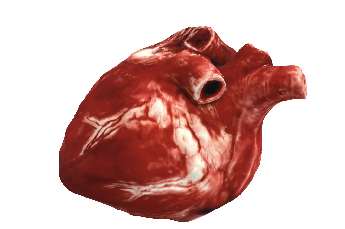 Realistic Heart - 8K UHD Scan Model 3D Model .c4d .max .obj .3ds .fbx .stl .blend