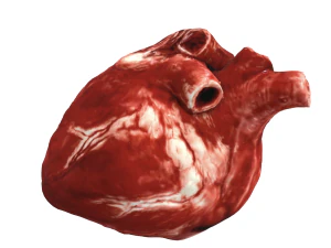 Cora&ccedil;&atilde;o realista - modelo de digitaliza&ccedil;&atilde;o UHD 8K Modelo 3D