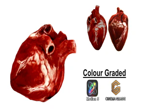 Realistic Heart - 8K UHD Scan Model 3D Model