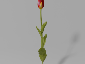 Red tulip with textures 3D Model