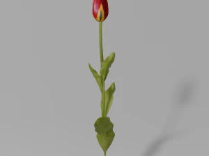 Red tulip with textures 3D Model
