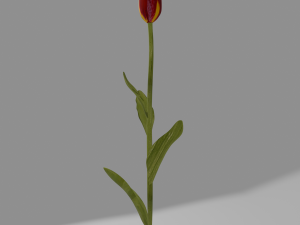 Red tulip with textures 3D Model