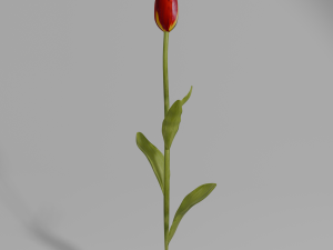 Red tulip with textures 3D Model