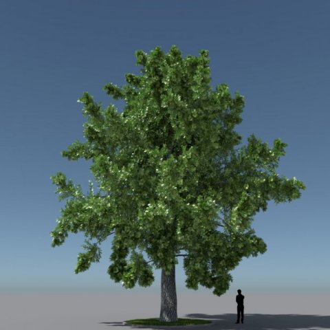Tree Oak CG Textures .c4d .max .obj .3ds .fbx .stl .blend 