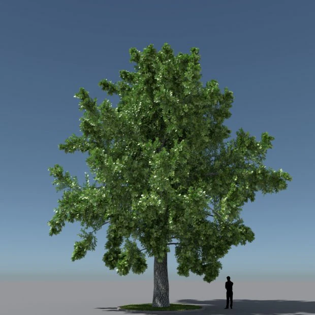 Tree Oak CG Textures .c4d .max .obj .3ds .fbx .stl .blend 