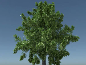 &Aacute;rvore de carvalho Texturas CG