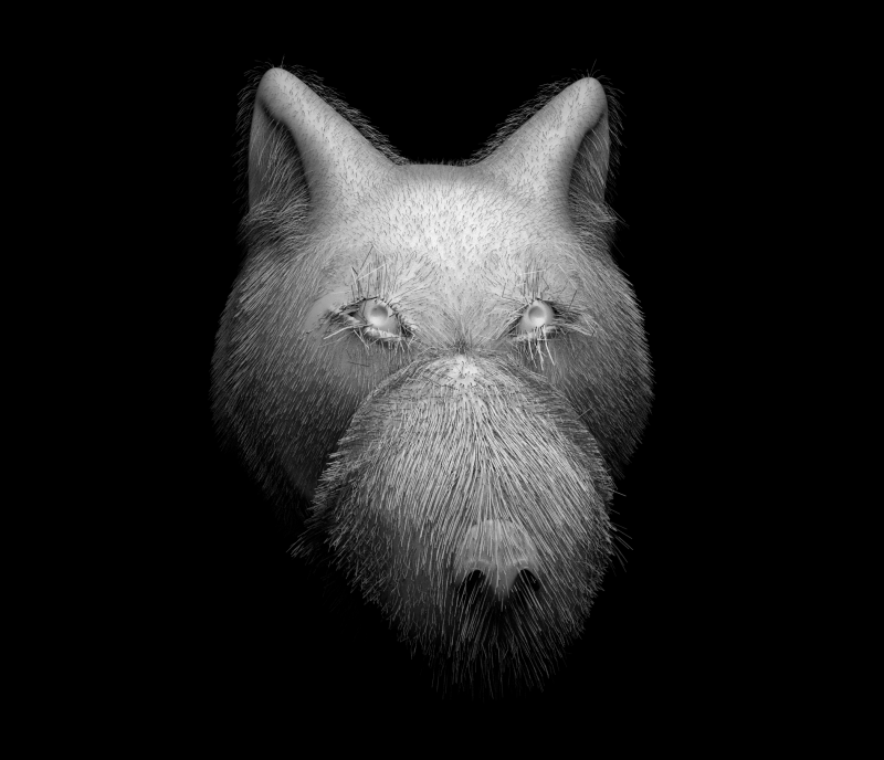 Wolf 3D Model .c4d .max .obj .3ds .fbx .stl .blend 