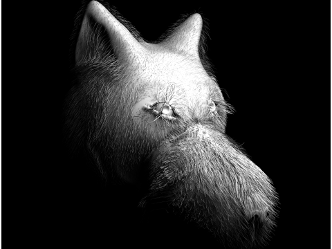 Wolf 3D Model