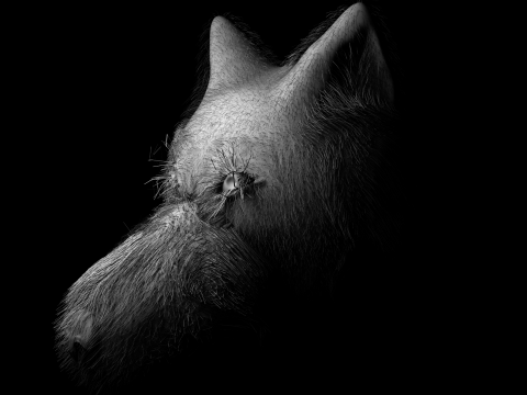 Wolf 3D Model