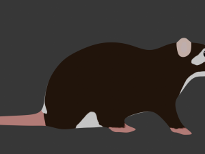 Rat 3D 模型