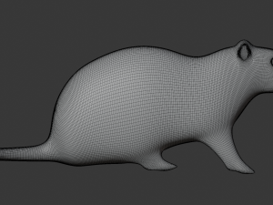 Rat 3D 模型