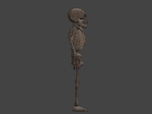 Skeleton 3Dモデル