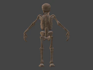 İskelet 3D Model