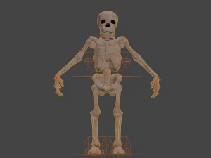 İskelet 3D Model