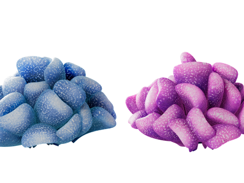 Underwater Plants Collection 3D Model