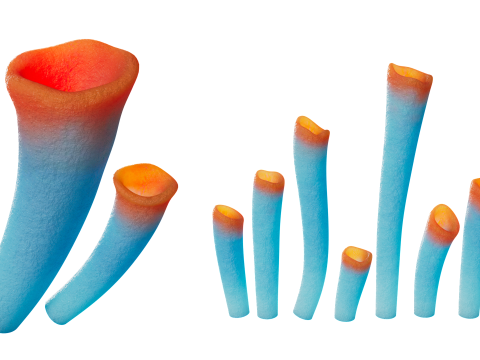 Underwater Plants Collection 3D Model