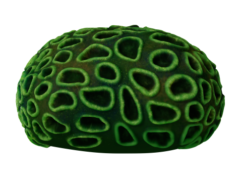 Underwater Plants Collection 3D Model