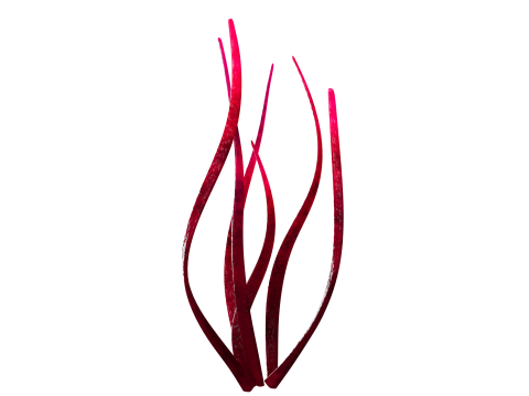 Underwater Plants Collection 3D Model
