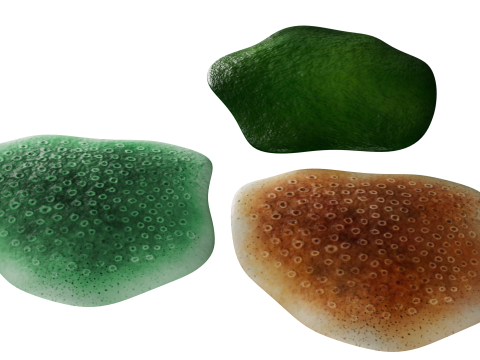 Underwater Plants Collection 3D Model