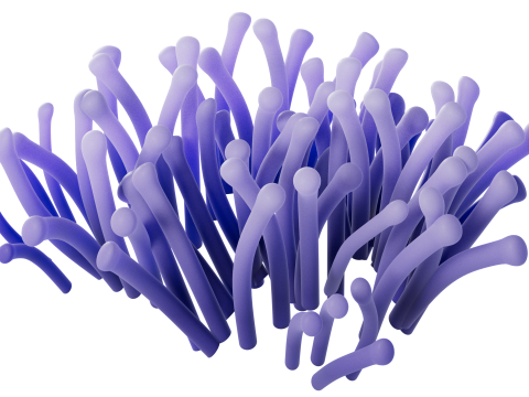 Underwater Plants Collection 3D Model