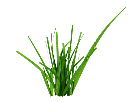 Underwater Plants Collection 3D Model