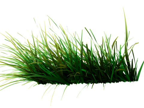 Underwater Plants Collection 3D Model