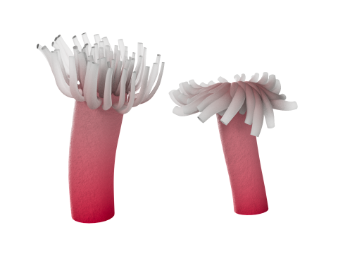 Underwater Plants Collection 3D Model