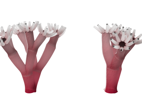 Underwater Plants Collection 3D Model