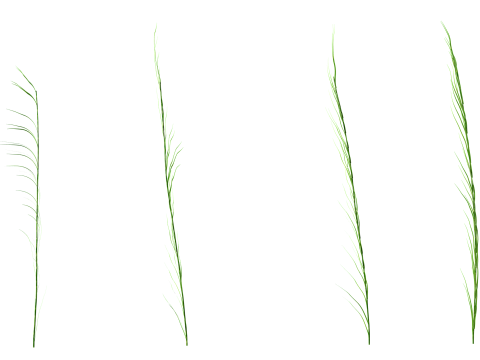 Underwater Plants Collection 3D Model