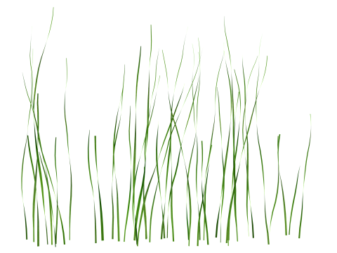 Underwater Plants Collection 3D Model