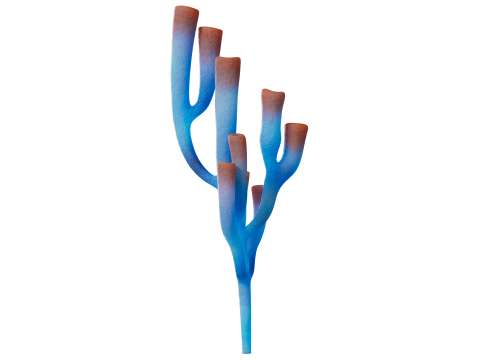 Underwater Plants Collection 3D Model