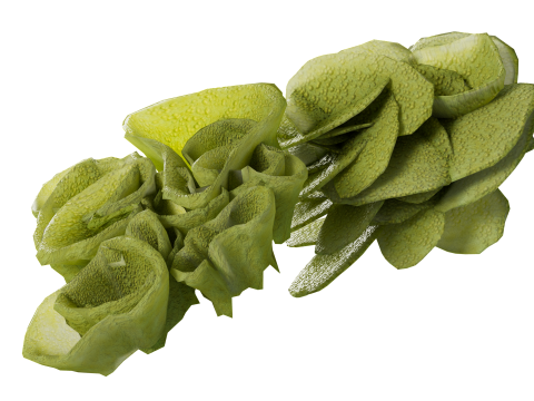 Underwater Plants Collection 3D Model