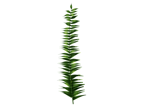 Underwater Plants Collection 3D Model
