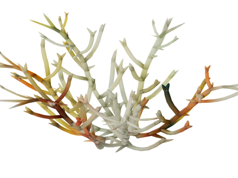 Underwater Plants Collection 3D Model