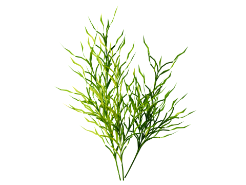 Underwater Plants Collection 3D Model