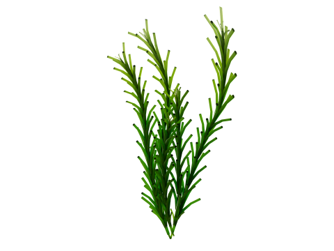 Underwater Plants Collection 3D Model