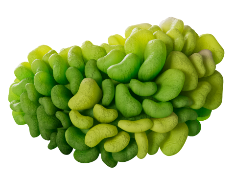 Underwater Plants Collection 3D Model