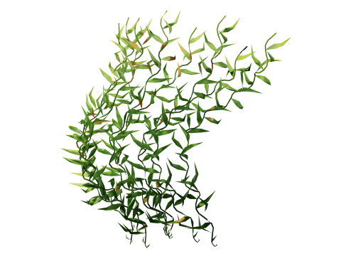 Underwater Plants Collection 3D Model