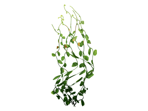 Underwater Plants Collection 3D Model
