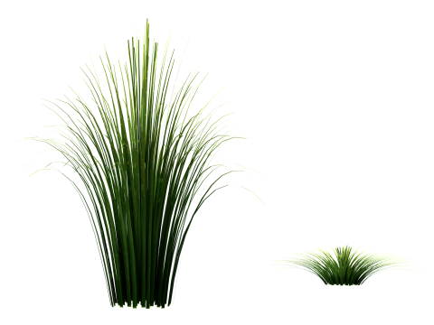 Underwater Plants Collection 3D Model