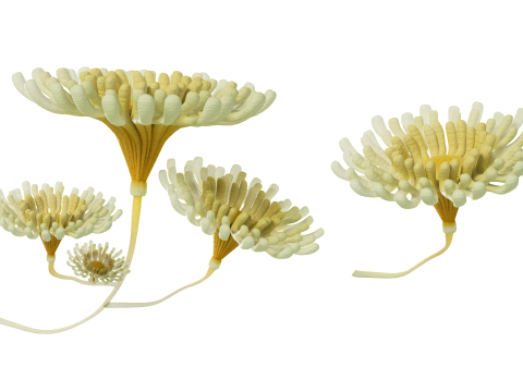 Underwater Plants Collection 3D Model