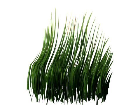 Underwater Plants Collection 3D Model